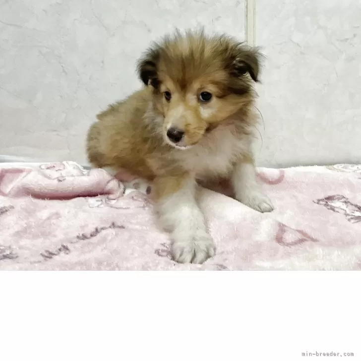 メグミ 様のお迎えした子犬