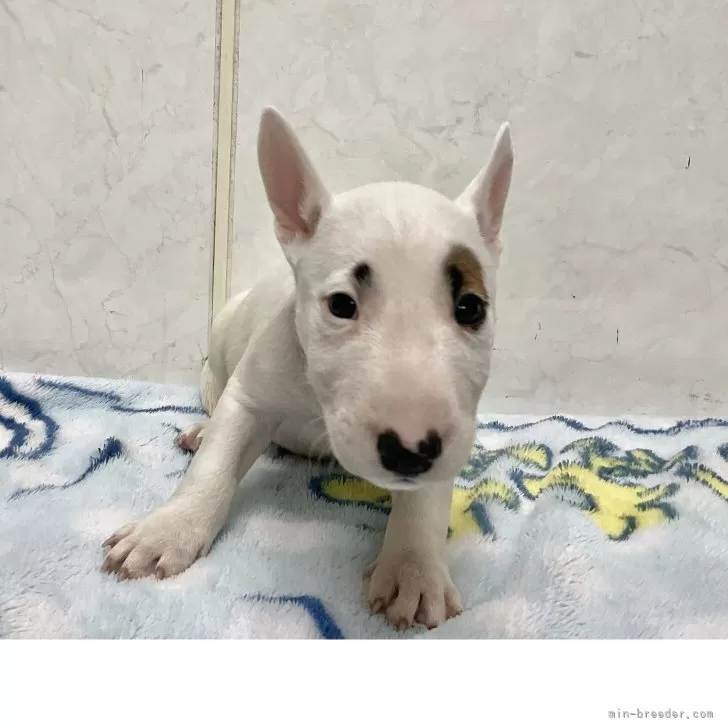 S.F 様のお迎えした子犬