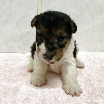 ワイアーフォックステリア【愛知県・男の子・2025年9月25日・ホワイトブラックタン】の写真「元気な可愛い子です。」