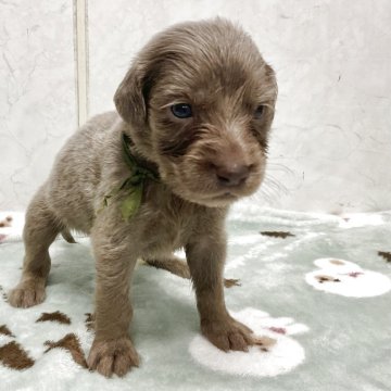 ワイマラナー【愛知県・男の子・2025年10月10日・グレー】の写真「元気な可愛い子です。」