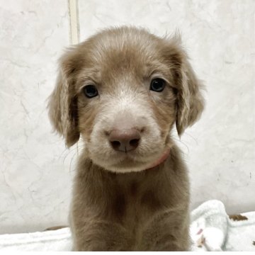 ワイマラナー【愛知県・男の子・2025年10月10日・グレー】の写真「元気な可愛い子です。」