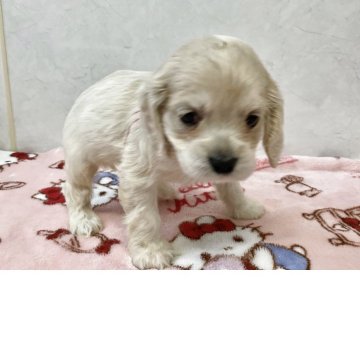 アメリカンコッカースパニエル【愛知県・女の子・2025年2月23日・バフ】の写真「元気な可愛い子です。」