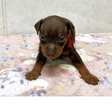 ミニチュアピンシャー【愛知県・男の子・2025年11月4日・チョコレートタン】の写真「元気な可愛い子です。」