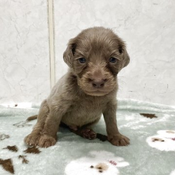 ワイマラナー【愛知県・男の子・2025年10月10日・グレー】の写真「元気な可愛い子です。」