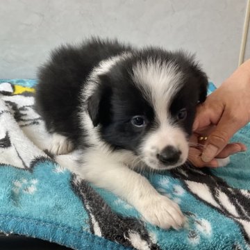 ボーダーコリー【愛知県・男の子・2025年2月7日・ブラックホワイト】の写真「元気な可愛い子です。」