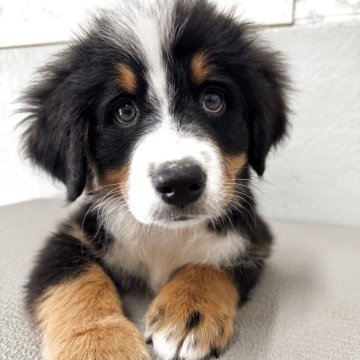 バーニーズ・マウンテン・ドッグ【愛知県・男の子・2025年8月15日・ブラックラストホワイト】の写真「１２匹兄弟で生まれた、
1番小さな男の子です。」