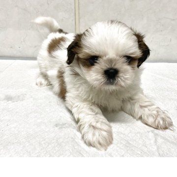 シーズー【愛知県・女の子・2025年9月19日・ゴールドホワイト】の写真「元気な可愛い子です。」