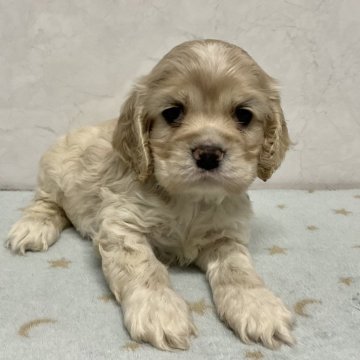 アメリカンコッカースパニエル【愛知県・女の子・2025年1月7日・バフ】の写真「元気な可愛い子です。」