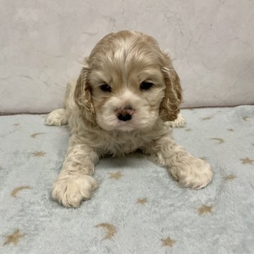 アメリカンコッカースパニエル【愛知県・男の子・2025年1月7日・バフ】の写真「元気な可愛い子です。」