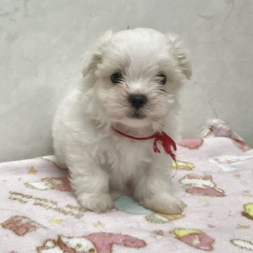 マルチーズ【愛知県・男の子・2025年8月7日・ホワイト】の写真「小ぶりな可愛い子です。」