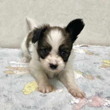 パピヨン【愛知県・女の子・2025年11月5日・ブラウンホワイト】の写真「元気な可愛い子です。」