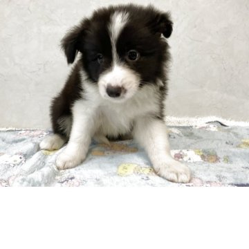 ボーダーコリー【愛知県・女の子・2025年4月3日・ブラックホワイト】の写真「元気な可愛い子です。」