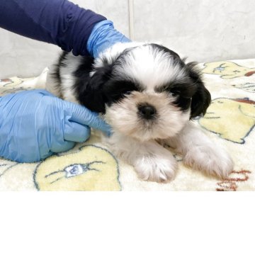 シーズー【愛知県・女の子・2025年4月15日・ブラックホワイト】の写真「小ぶりな可愛い子です。」