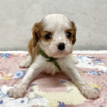 キャバリア【愛知県・女の子・2025年10月26日・ブレンハイム】の写真「小ぶりな可愛い子です。」