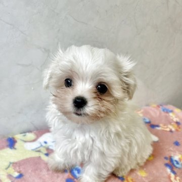 マルチーズ【愛知県・男の子・2025年9月1日・ホワイト】の写真「元気な可愛い子です。」