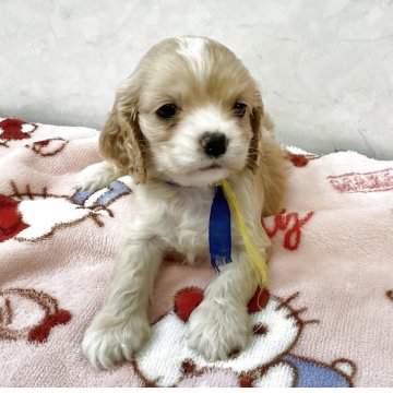 アメリカンコッカースパニエル【愛知県・女の子・2025年2月23日・バフホワイト】の写真「元気な可愛い子です。」