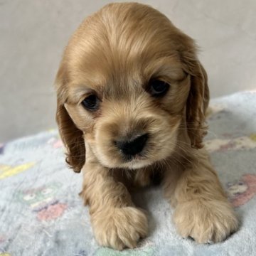 アメリカンコッカースパニエル【愛知県・女の子・2025年1月19日・バフ】の写真「元気な可愛い子です。」