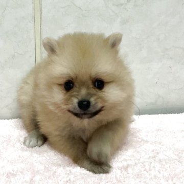 ポメラニアン【愛知県・男の子・2025年9月3日・クリーム】の写真「元気な可愛い子です。」