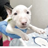 ミニチュアブルテリア