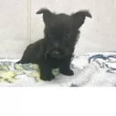 スコティッシュテリア