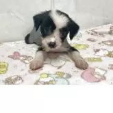 チャイニーズ・クレステッド・ドッグ【愛知県・女の子・2025年7月31日・ブラックホワイト ヘアレス】の写真1