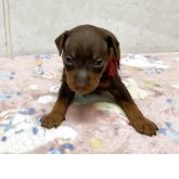 ミニチュアピンシャー