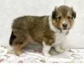 シェットランドシープドッグ