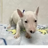 ミニチュアブルテリア