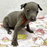 イタリアングレーハウンド