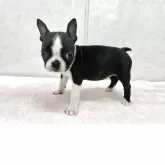 ボストンテリア