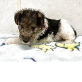 ワイアーフォックステリア