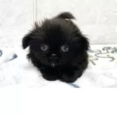 ペキニーズ