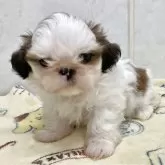 シーズー【愛知県・女の子・2025年4月15日・ゴールドホワイト】の写真1