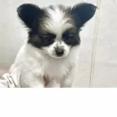 パピヨン