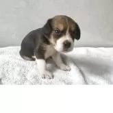 ビーグル