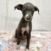 イタリアングレーハウンド