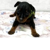 ミニチュアピンシャー