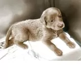 ワイマラナー【愛知県・女の子・2025年4月15日・グレー】の写真1