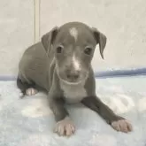 イタリアングレーハウンド