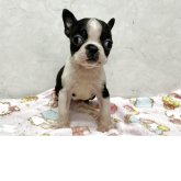 ボストンテリア