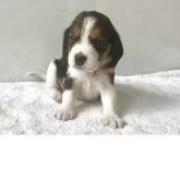 ビーグル