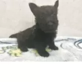 スコティッシュテリア