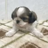 シーズー