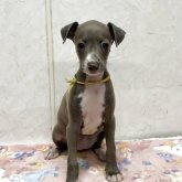 イタリアングレーハウンド