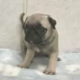 パグ