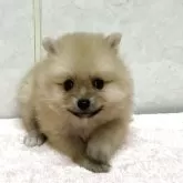 ポメラニアン
