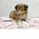 シェットランドシープドッグ