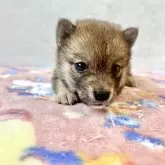 柴犬(標準サイズ)