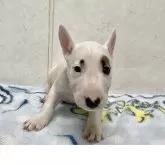 ミニチュアブルテリア