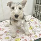 ワイアーフォックステリア